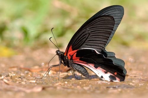 Redbreast Swallowtail