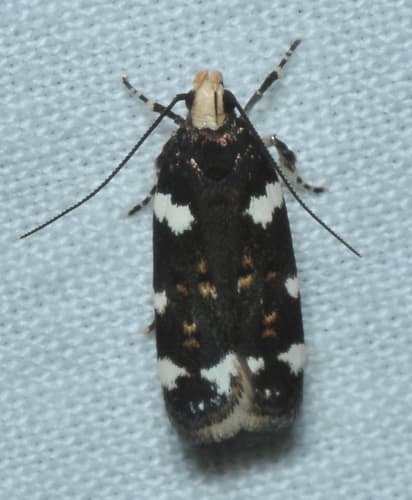 Redbud Leaffolder Moth
