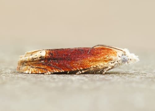 Reddish Eucosma Moth