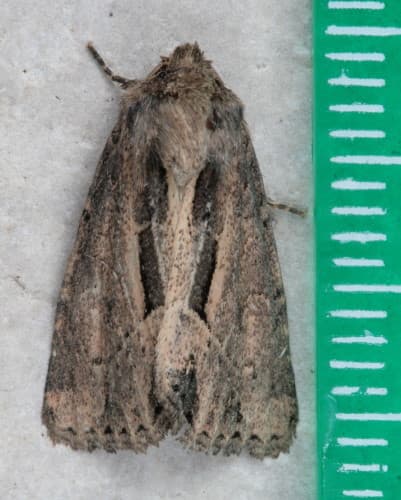 Reed Canary Grass Borer Moth