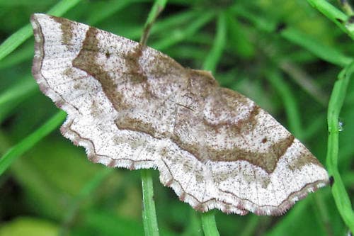 Refracted Metarranthis Moth