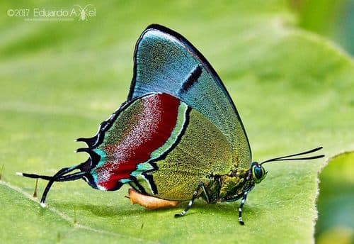 Regal Hairstreak