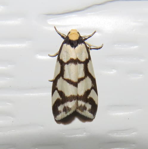 Reticulated Footman