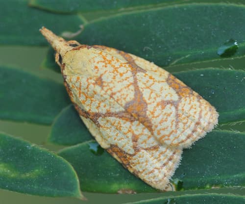 Reticulated Fruitworm Moth