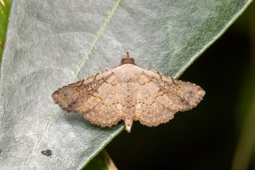 Rhesala imparata