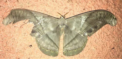 Hermes Giant Silk Moth