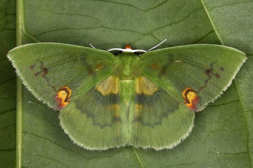 Rhodochlora brunneipalpis