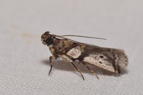 Rhodophaea actiosella