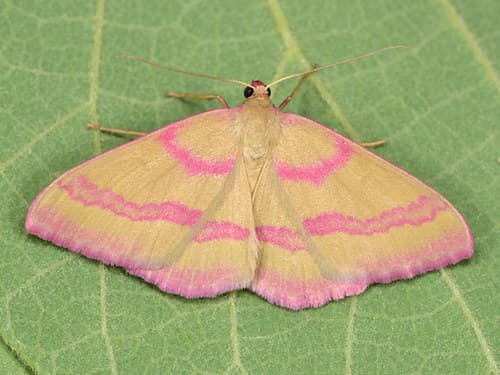 Calabrian Pink-barred Wave