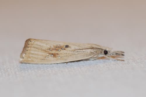 Rice Stalk Borer Moth