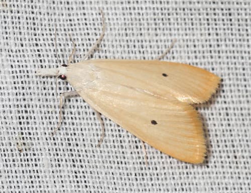 Rice Yellow Stem Borer