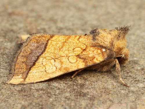 Rigid Sunflower Borer Moth