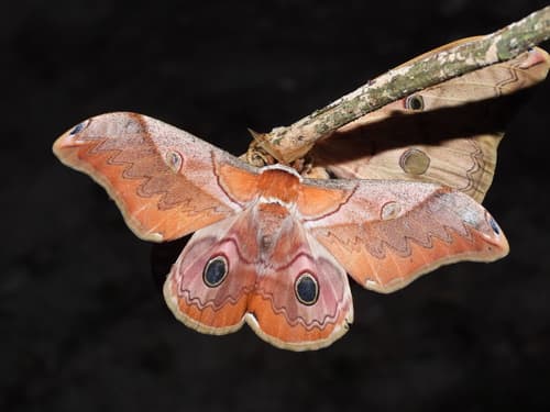 Japanese Emperor Moth