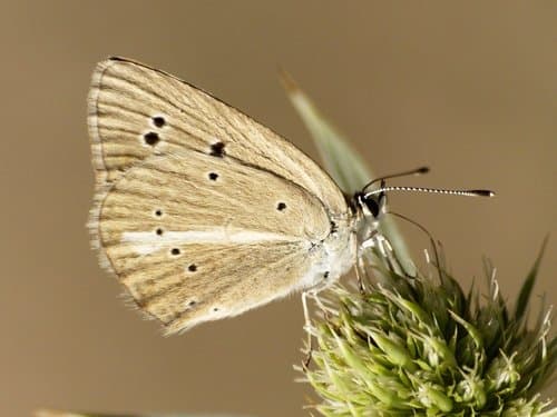 Ripart's Anomalous Blue