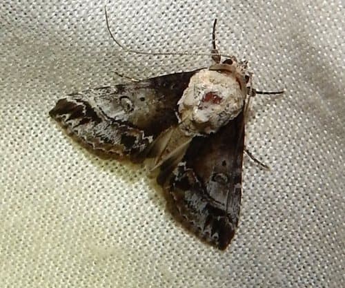 Obstructed Risoba Moth