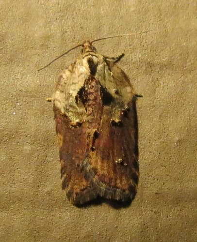 Robinson's Acleris Moth