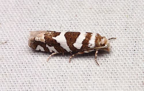 Robinson's Pelochrista Moth