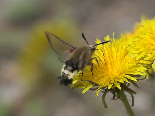 Rocky Mountain Clearwing