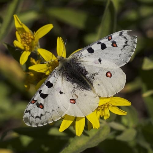 Rocky Mountain Parnassian