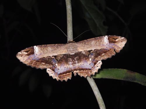 Marmorides Owlet Moth