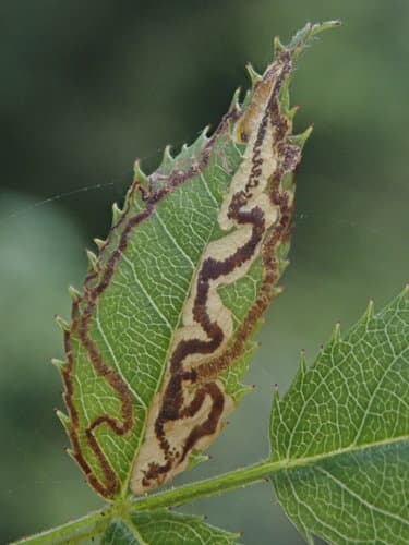 Rose Leaf Miner