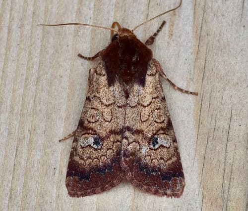 Rosewing Moth