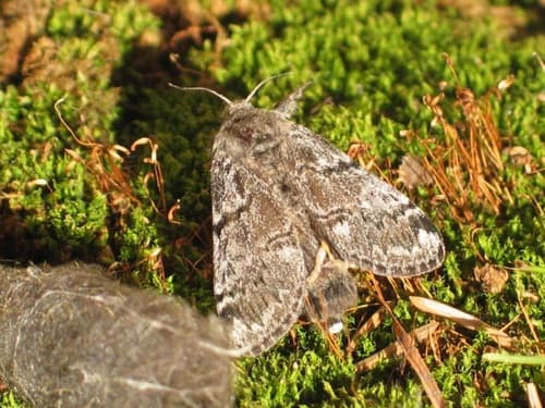 Ross' Tussock Moth