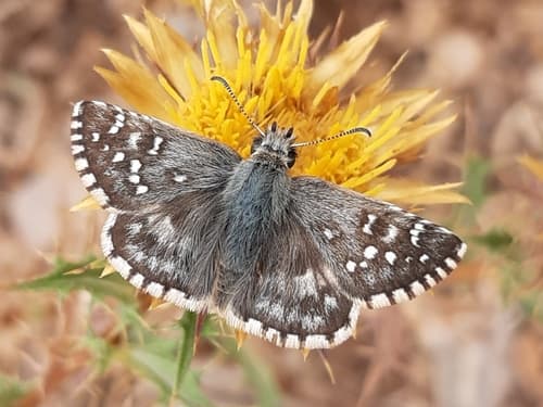 Rosy grizzled skipper
