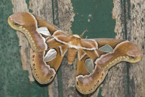 Arethusa Rothschildia Moth