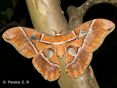 Hesperus Rothschildia Moth