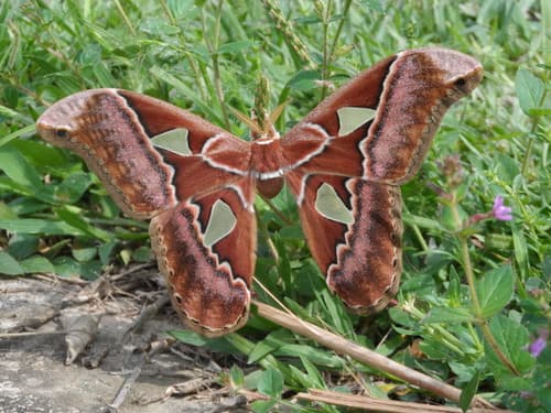 Speculifer Rothschildia Moth