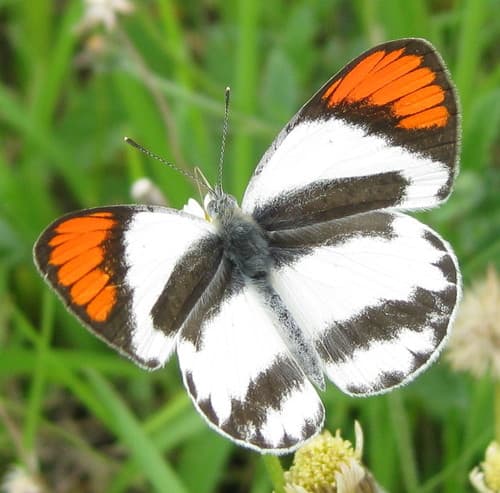Round-winged Orange Tip