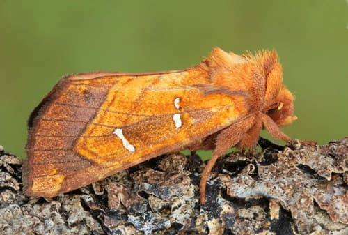 Royal Fern Borer Moth