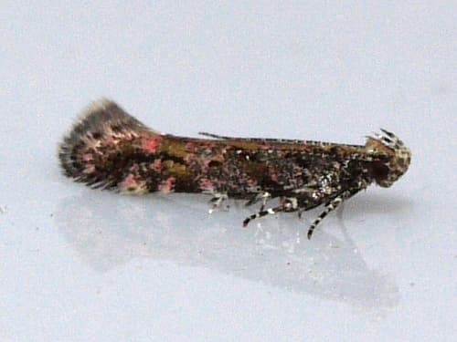 Ruby Aristotelia Moth