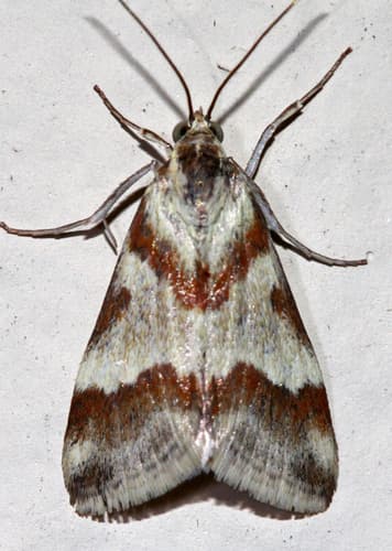 Rufous-banded Crambid Moth