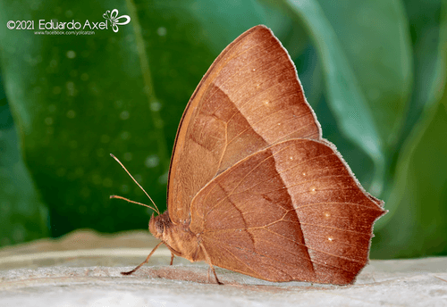 Rufous-margined Satyr