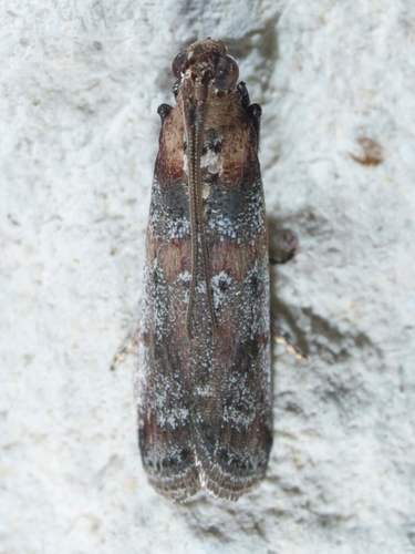 Rusty-banded Adelphia Moth