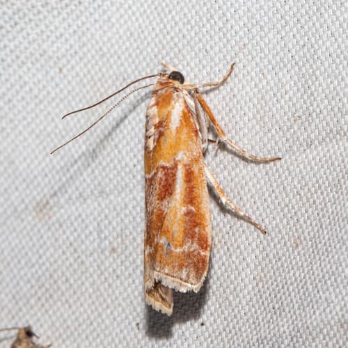 Rusty Pine Cone Moth