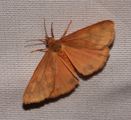 Rusty Virbia Moth