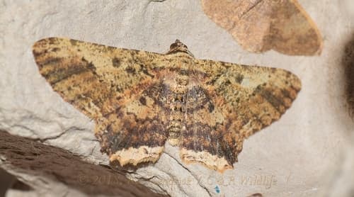 Ruttellerona pseudocessaria