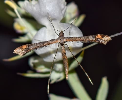 Sage Plume Moth