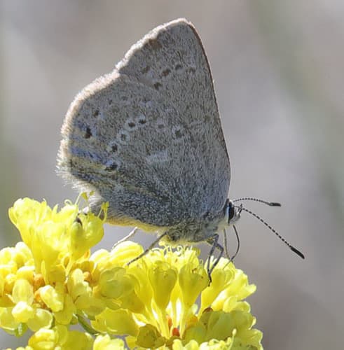 Sagebrush Sooty Hairstreak