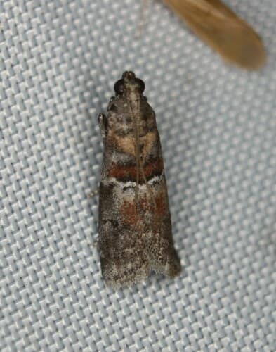 Salebriaria pumilella