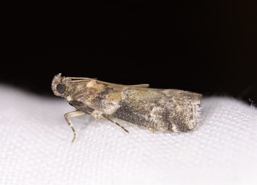 Simple Salebriaria Moth