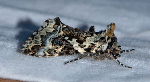 Salt-and-pepper Looper Moth