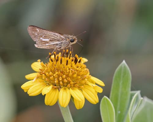 Salt Marsh Skipper