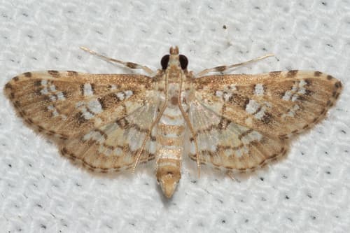 Salvinia Stem Borer Moth