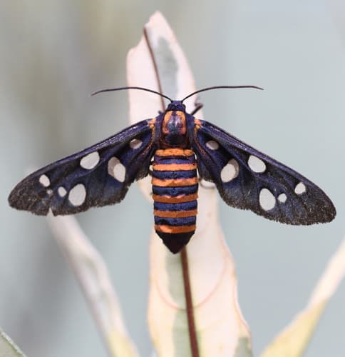 sandalwood defoliator
