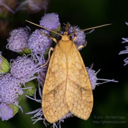 Santa Ana Tussock Moth