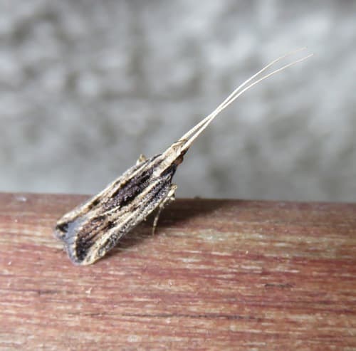 Sarisophora leucoscia